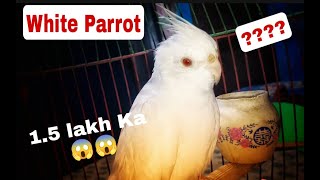 White Parrot ||उजला तोता|| 1.5 lakh Ka??? talking parrot video #parrot #bird videos screenshot 3