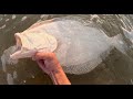 Huge shoremat fluke summer flounder from the surf