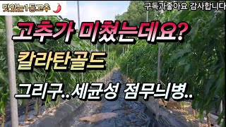 고추가 미쳤는데요?(약간과장) 칼라탄골드 그리구 세균성 점무늬병..