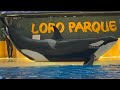 Orca Ocean - April 26, 2023 - Loro Parque, Tenerife Spain