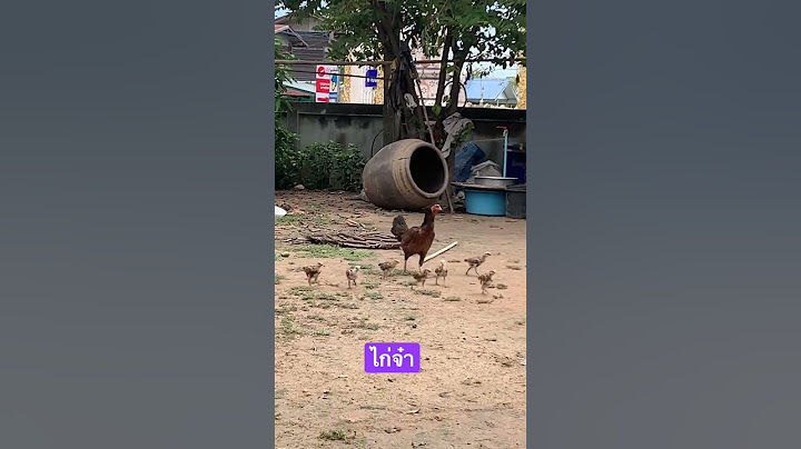 ไก่จ๋าได้ยินมั้ยว่าเสียงใคร