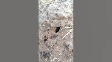 حتى إذا أتو على واد النمل قالت نملة ياأيها النمل ادخلوا مساكنكم...#الآية #تلاوة_خاشعة #للقارئ فارس