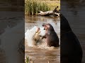 A hot-tempered hippo teaches a croc a lesson.