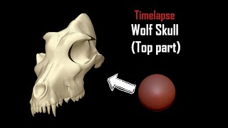 Wolf Skull (top part) - Sculpting Time-lapse