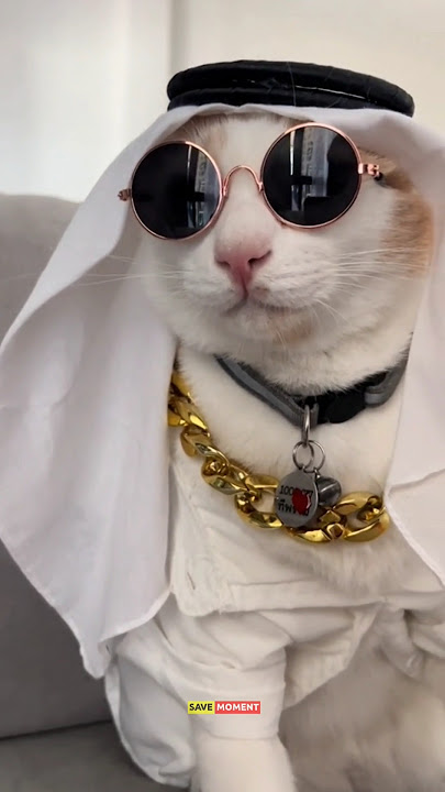 wabinnama'ad kucing lucu 😍😍😍 #shorts #viralvideo #kucing