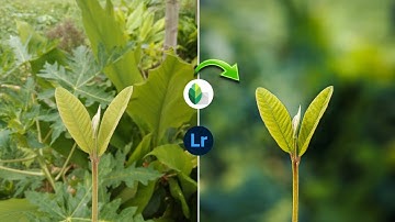 Flower Mobile editing tutorial |blur image background | Lightroom color grading