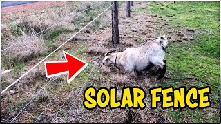 Goat got SHOCK from a SOLAR FENCING SYSTEM | It's 100% SAFE..! by Discover Agriculture 3,082 views 6 days ago 11 seconds