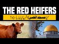 Red heiferssacrificing red cows the jewish prophecy to replace al aqsa dr umair mahmood siddiqui