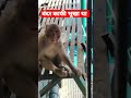 hungry Monkey || #vlog #haryana #shortvideo #shorts