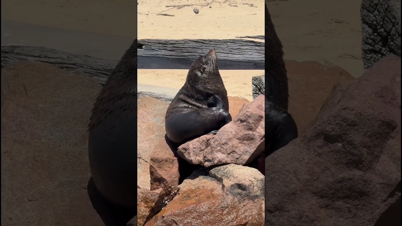 Scenic Cruising on Australia 🇦🇺 Day 26-01-2026#Scenic Cruise 🚢#Seal   watching#Birds 🦜 🦜