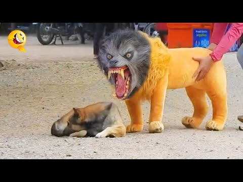 Troll Prank Dog Funny & fake Lion and Fake Tiger Prank To dog & Huge Box Prank to dog