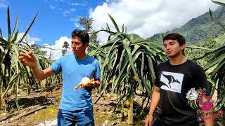 🏜️Yellow dragon fruit production in the Peruvian Rainforest🐉 Peruvian Yellow Dragon Fruit