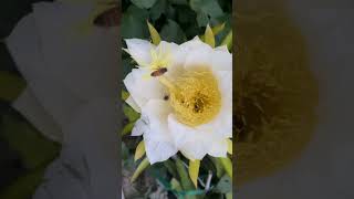 Dragon Fruit Covers the Garden in Bright Red Fruit Hand Pollinated Flowers will soon be Ready to Eat
