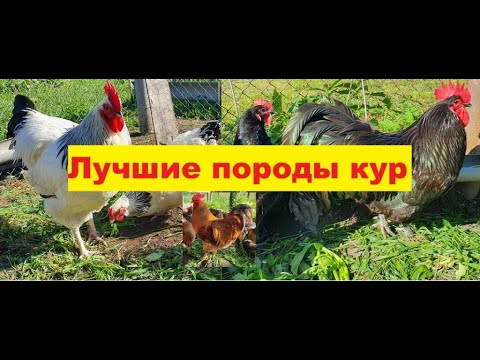 Video: Реверсивдүү соко: сүрөттөлүшү, колдонулушу