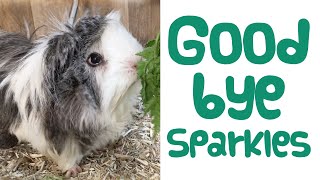 Goodbye Sparkles - A Tribute To Our Bad Hair Day Guinea Pig - Rest In Peace Sweet Sparkles by Guinea Piggles 1,713 views 1 year ago 5 minutes, 47 seconds