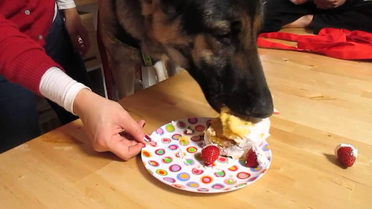Image result for German Shepherd dog, eating cake