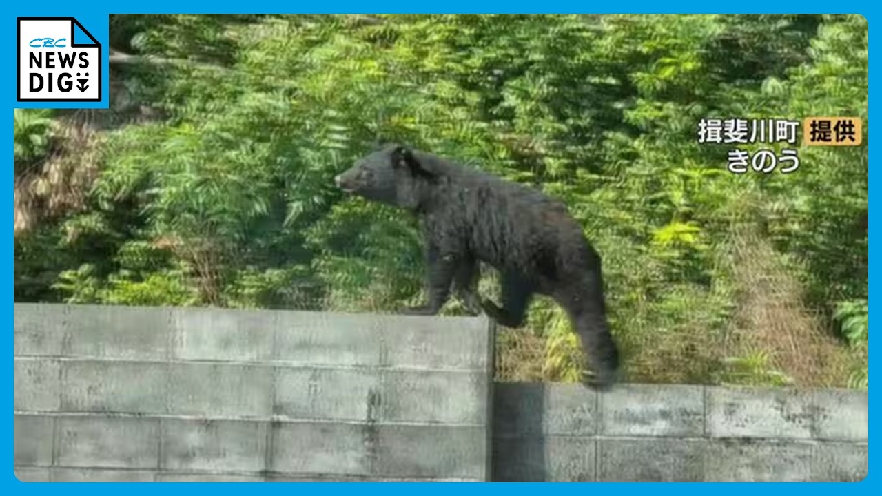 A bear crossed the road.