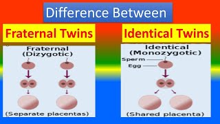 Fraternal twins Vs. Identical Twins
