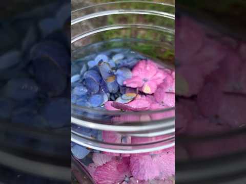 【射水市】接写!110種20,000株が咲き誇るあじさい祭り|太閤山ランド サムネイル