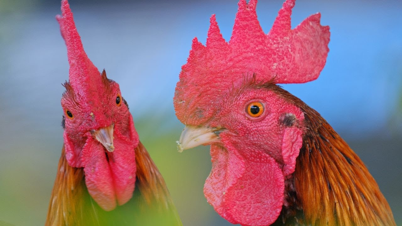 Kuku Kukuruyuk Begitulah Bunyinya ll Lagu Ayam Jago ll Indonesia Nursery Rhyme Kuku Kukuruyuk Begitulah Bunyinya ll Lagu Ayam Jago ll Indonesia Nursery Rhyme