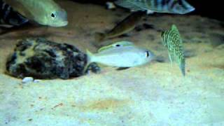Ectodus descampsii Yellow fins mating (I), African cichlid Tank 2010-SEP-3