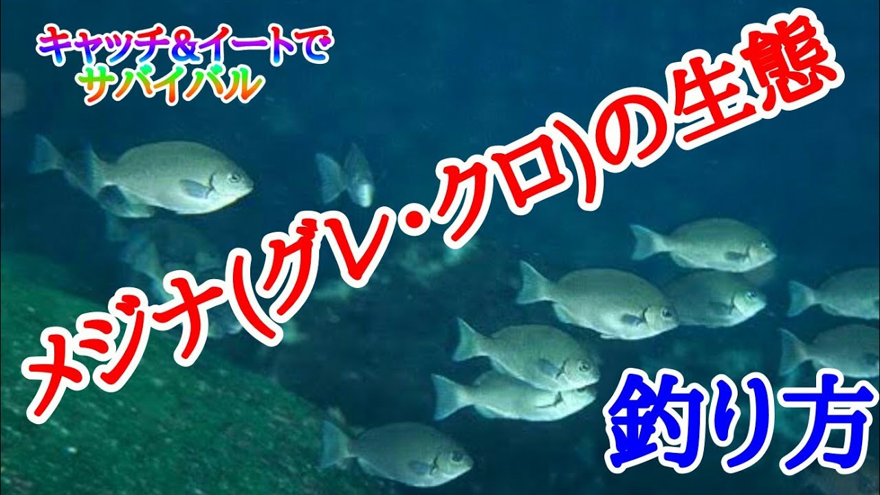 メジナ グレ クロ の生態と釣り方 キャッチ イートでサバイバル Vol 66 Youtube メジナ グレ クロ の生態と釣り方 キャッチ イートでサバイバル Vol 66 Youtube