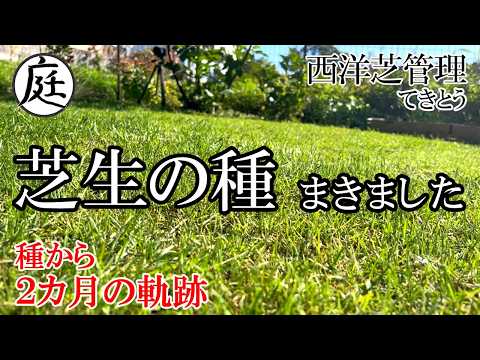 夏の芝生の種まきは遅すぎる?経験者が教える成功する方法