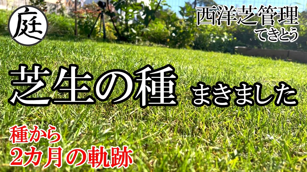 初心者必見【西洋芝 種まき】発芽から２カ月の軌跡 ~ お金をかけず芝生化すっぞ！
