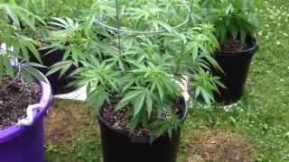 Outdoor Garden