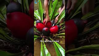 Does this fruit taste good?#ExoticFruit #FruitReview #Cranberries #FoodFacts #Shorts