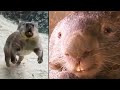 Ozzy Man Reviews: Wombats