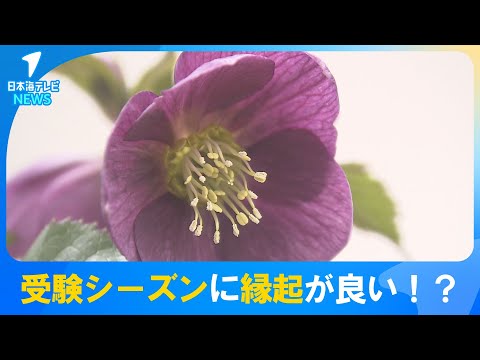 【受験シーズンに縁起が良い！？】原種や交配品種など200鉢が並ぶ　クリスマスローズ展　鳥取県南部町・とっとり花回廊