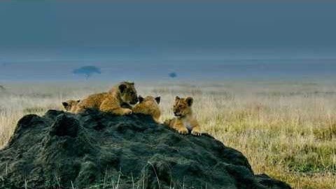 Allenarsi per sopravvivere: crescere nella savana