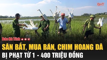 Hành vi săn bắt, mua bán, chim hoang dã bị phạt từ 1 - 400 triệu đồng