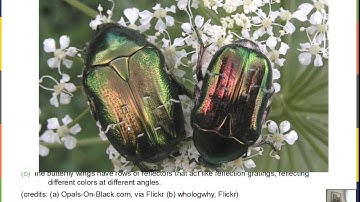 Diffraction Grating, Iridescence, Single Slit Diffraction, Missing Orders