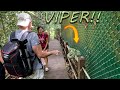 Danger venomous viper on a hand rail in singapore