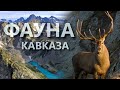 Фауна Кавказа