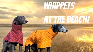 Whippets at the beach: North Norfolk