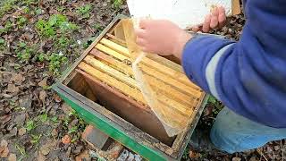 Як проходе зимовка бджіл в 10 рамочниках  Бджільництво