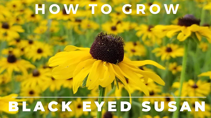 Black Eyed Susan, Rudbeckia Hirta - Comprehensive ...