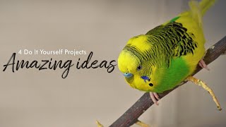 DIY Budgie Bird Playground Ideas Compilation