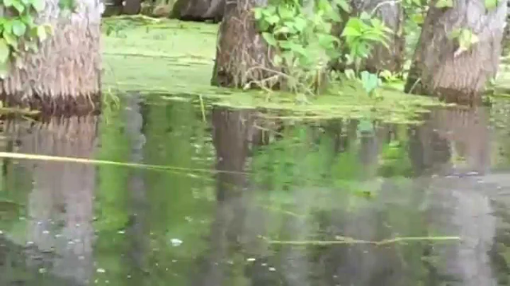 Close up with manatees