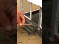 Amazing Miniature Hen House Build 🐔🏡 | Tiny Farm House DIY
