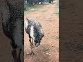 Emu - Blakeview, South Australia