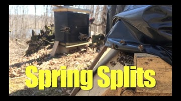 Spring Hive Management, Splitting a Hive