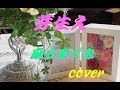 芽生え  /   麻丘めぐみ  【Cover】