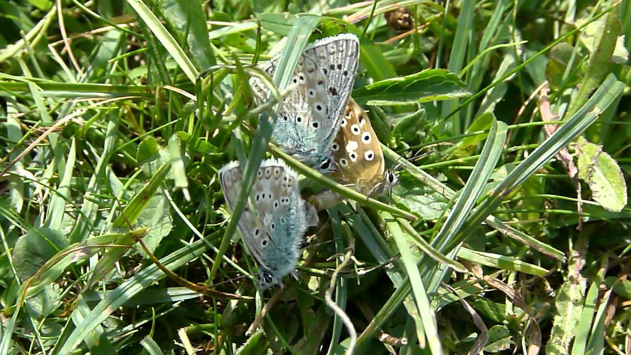Chalkhill Blue butterflies at Aston Rowant Nature Reserve