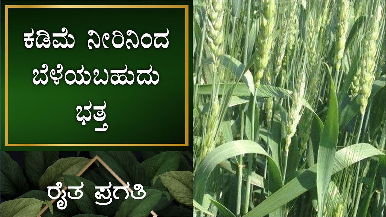 ನೈಸರ್ಗಿಕ ಕೃಷಿ | ಕಡಿಮೆ ನೀರಿನಿಂದ ಬೆಳೆಯಬಹುದು ಭತ್ತ | EP –25 | Natural Farming | Raitha Pragathi