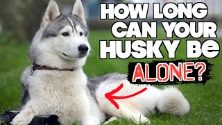 How Long Can You Leave A Siberian Husky Home Alone For? - (Furbo Dog Camera Unboxing!)