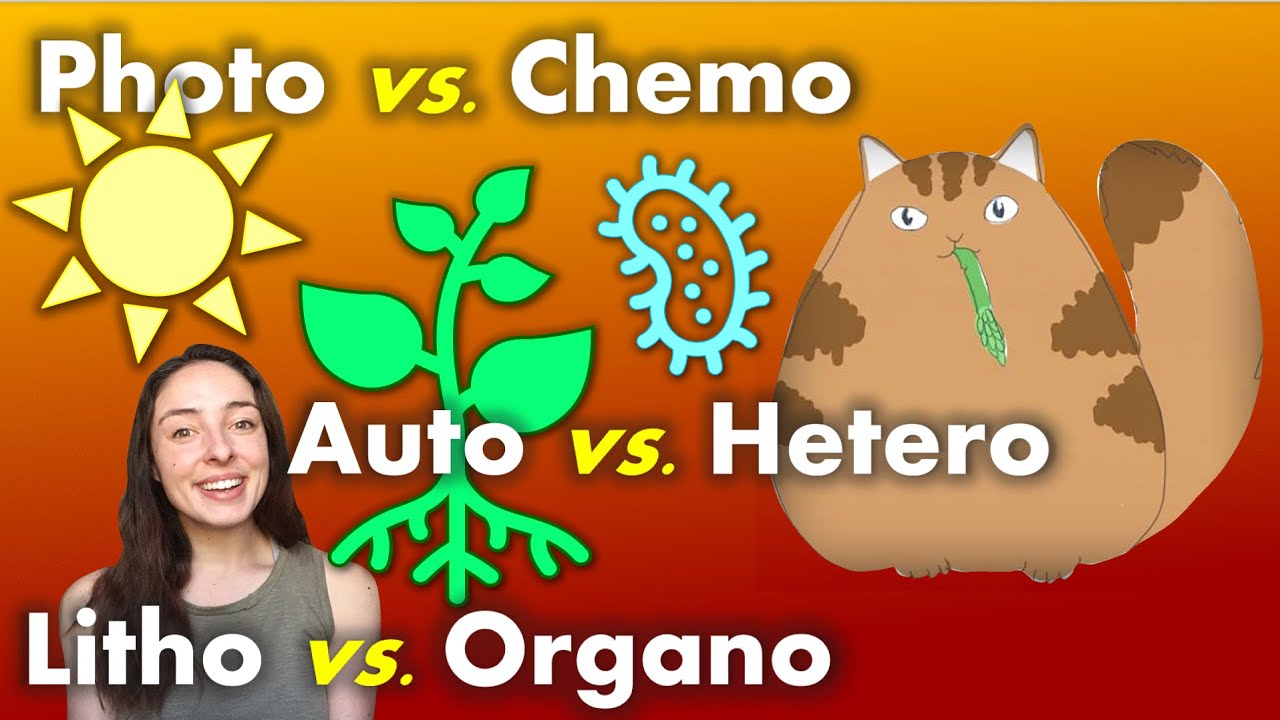 Metabolic Diversity (photo-/chemo-, auto-/hetero-, litho-/organo-trophy) | GEO GIRL
